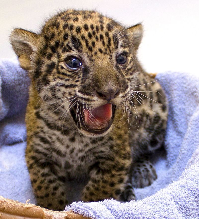 Ребенок леопарда