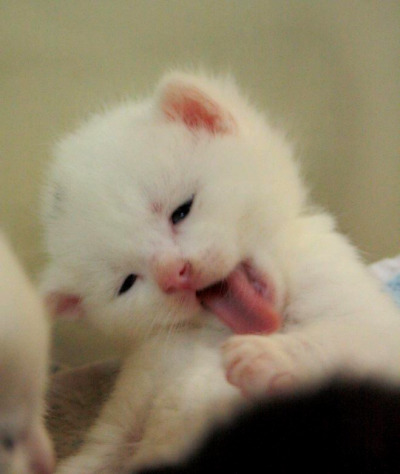 Chaton Blanc Tumblr