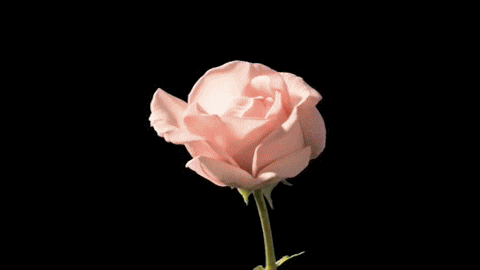 Róża Gif Tumblr