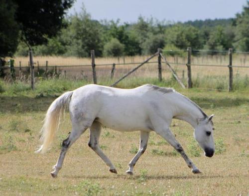 scarlettjane22:Haras de Martras - Saumur