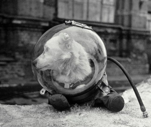 Belka, a Soviet dog who went to space in the Sputnik 5. She returned to Earth safely. August 1960. [800x675] Check this blog!