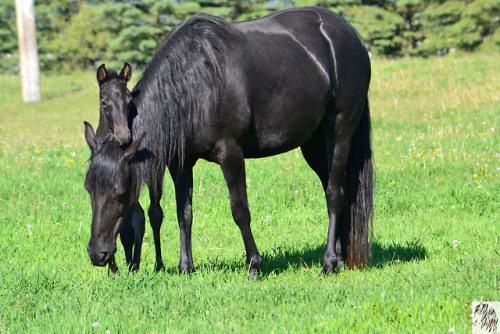 scarlettjane22:Wandering Trail Farm