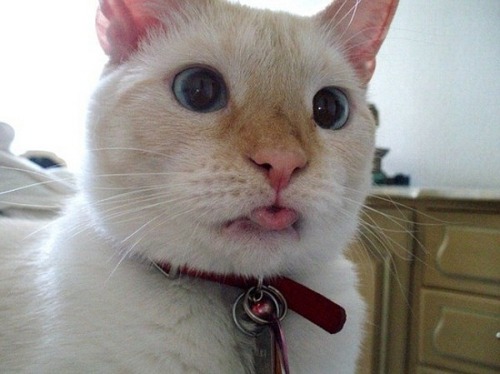 soda-n-cream:When cats do the lil tounge sticking out face ;•;Reblog if u agree