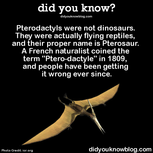 types of pterodactyls