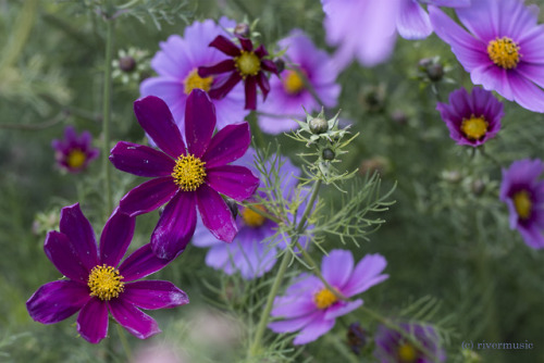 riverwindphotography:A Universe of Cosmos (from my garden...