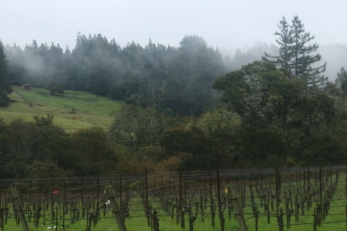 Wine country in the winter is so still. The vineyards are so...