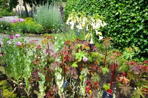 Buy The poison garden of alnwick For Free