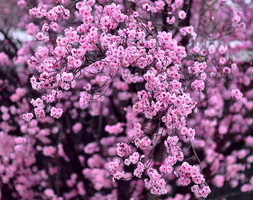 atraversso:Sign Of Spring - By bbvn_1Wish You A wonderful...