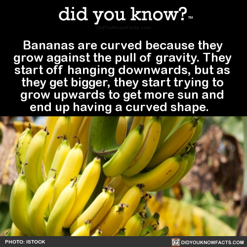 bananas-are-curved-because-they-grow-against-the