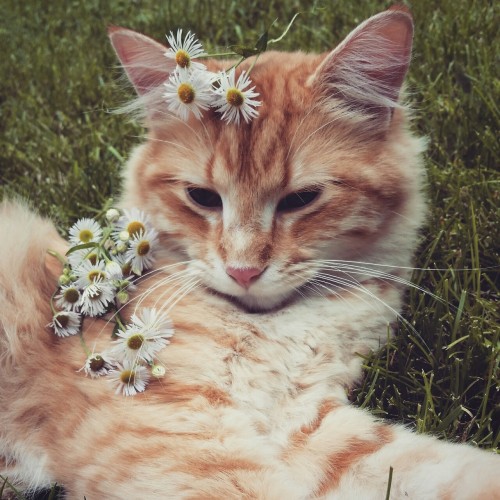 flower cat on Tumblr