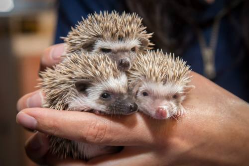 African Pygmy Hoglets Poke About at Oregon ZooHakuna Matata,...