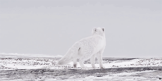 https://66.media.tumblr.com/3b0cad0d434185842b8734cc2048cf70/tumblr_pjwakclnHZ1vds8xro3_540.gif
