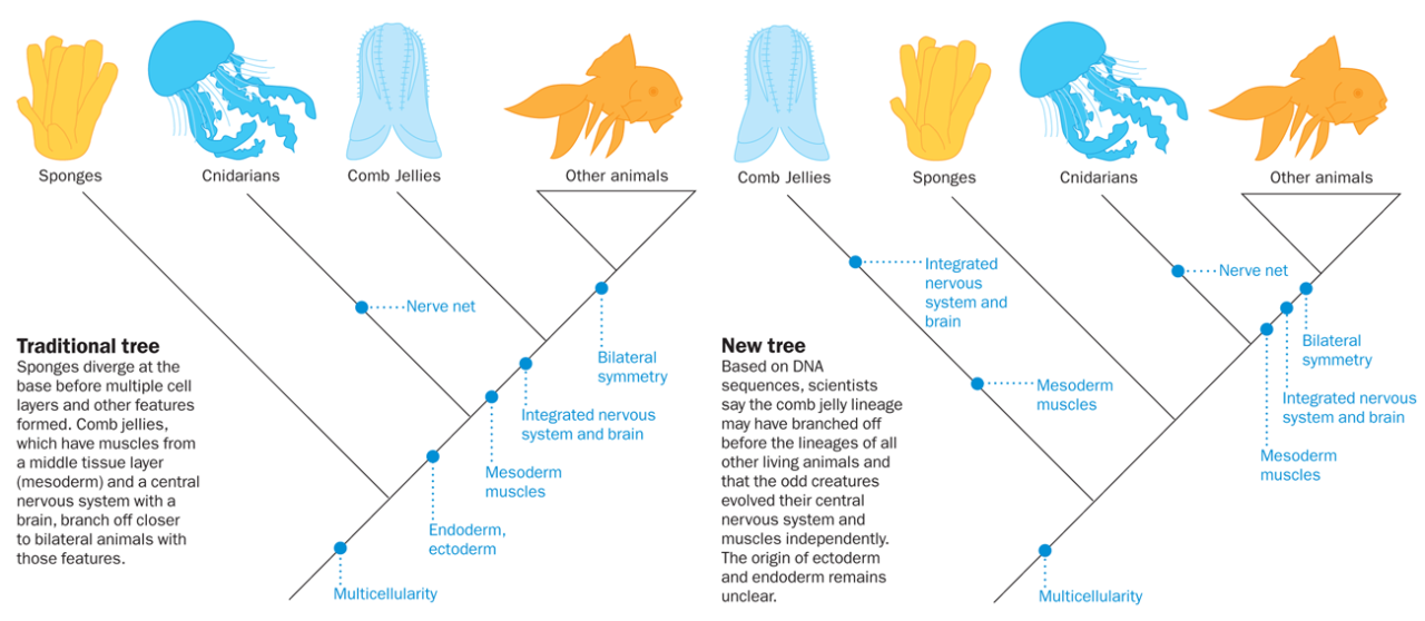 Science Visualized • Phylogenetic Trees Some Basic Illustrations Top