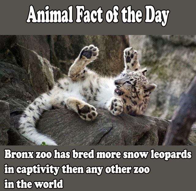 Blogging all about Animals — Animal Fact of the Day Did you know? Bronx