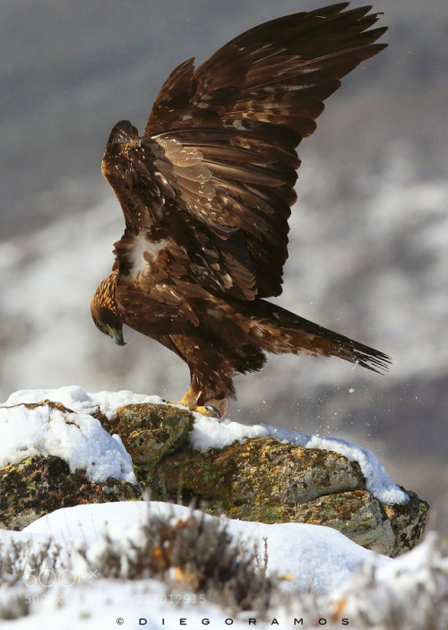 superbnature:The Queen is here by diegoramos3...