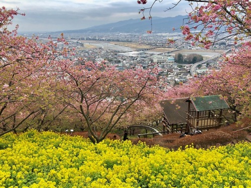 jasmine7031:cherry blossoms and canola flower were full bloom...