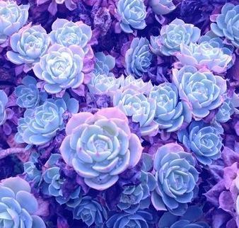 moodboards wlw moodboard sapphic moodboard bi moodboard bisexual moodboard wlw women loving women sapphic sappho bi bisexual bisexuality biro biromantic bi wlw bisexual wlw bi sapphic bisexual sapphic aesthetic pink blue purple