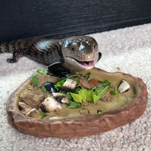 oatbug:meet stitch, my blue tongue skink !! what a happy chap...