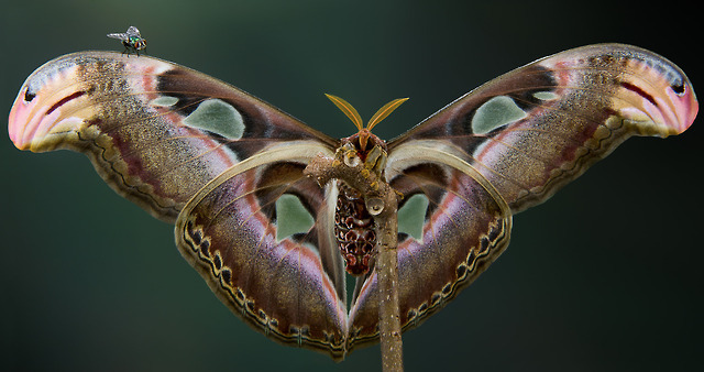 Ladybug Kayla End0skeletal Atlast Moth By Yvonne Spne