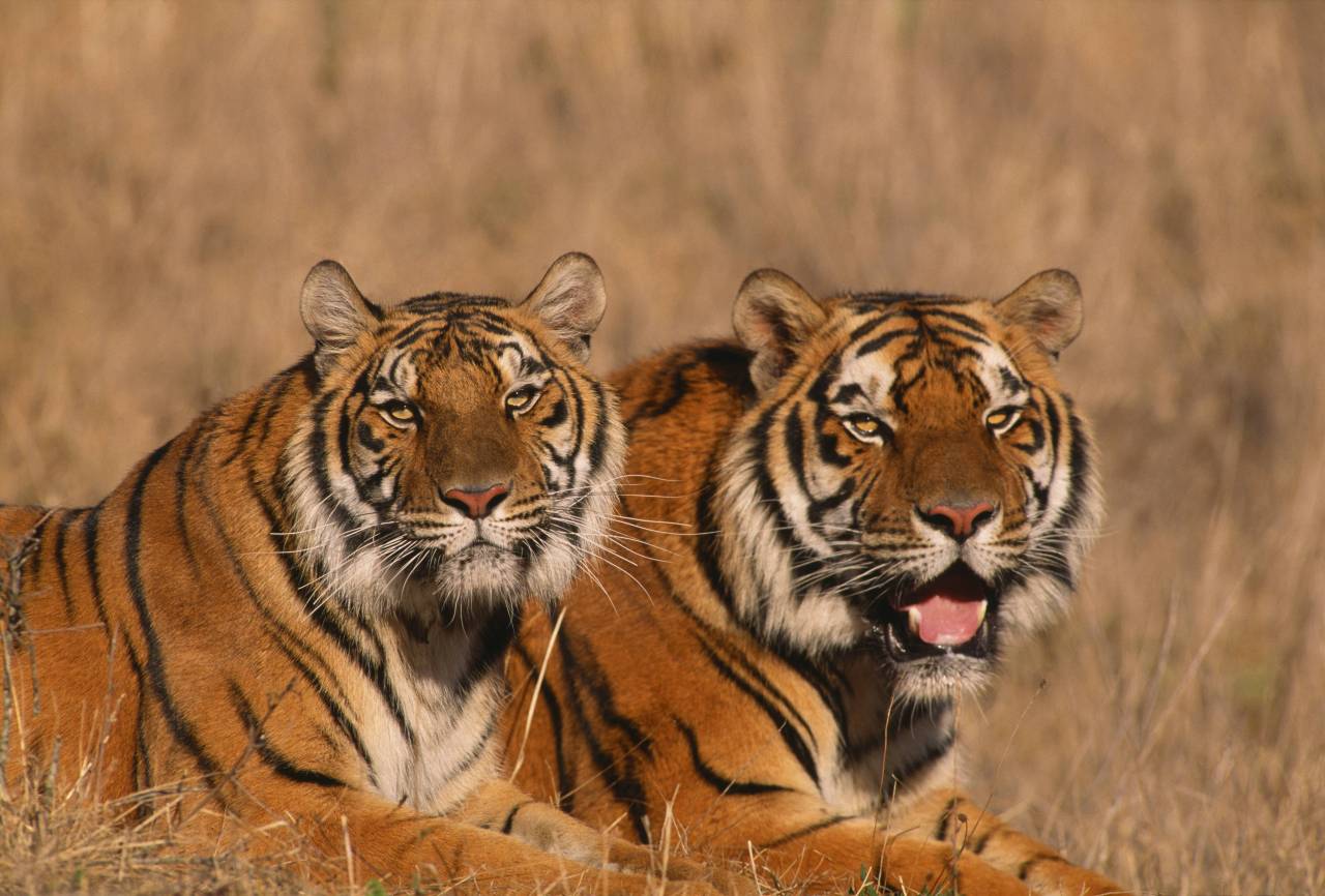 The Big 5 Cats Personally we can’t think of... | Textbook Travel