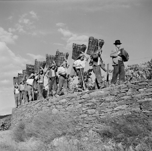 Crush of the grapes Vindimas Portugal  by Artur Pastor    1960s