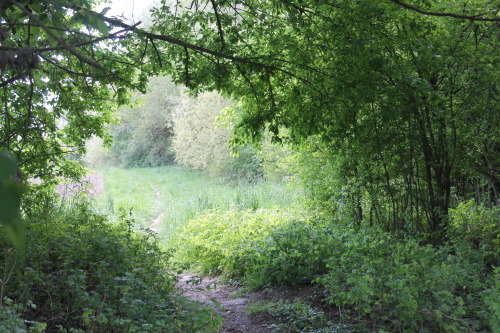 Transylvanian Forest