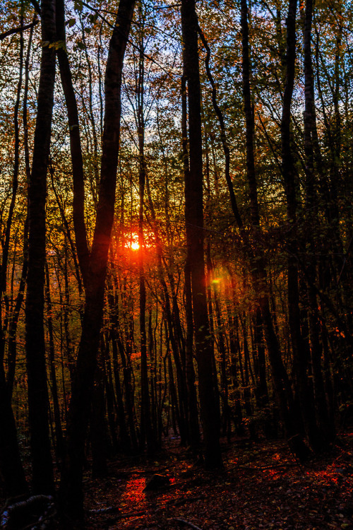 nature-hiking:Sunset through the trees 8/? - Belgian Ardennes,...