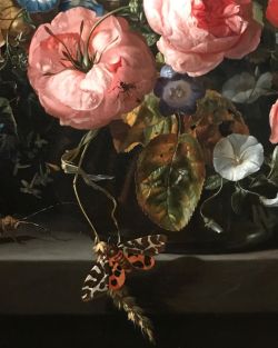 Rachel Ruysch Tumblr