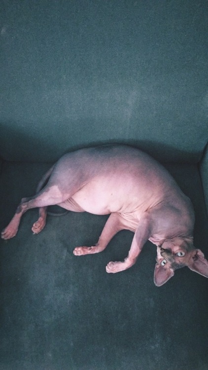 life-of-sphynx:Old boy