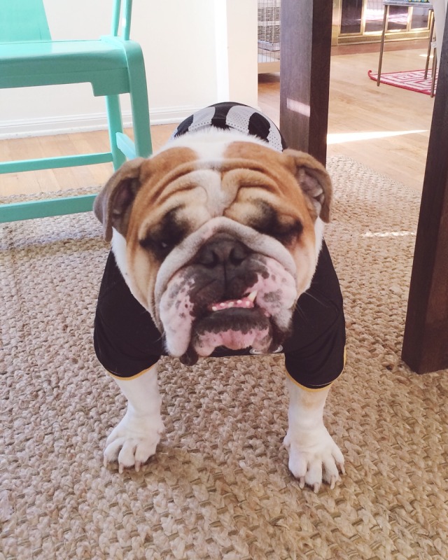 Duncan the English Bulldog — Working on my game face to