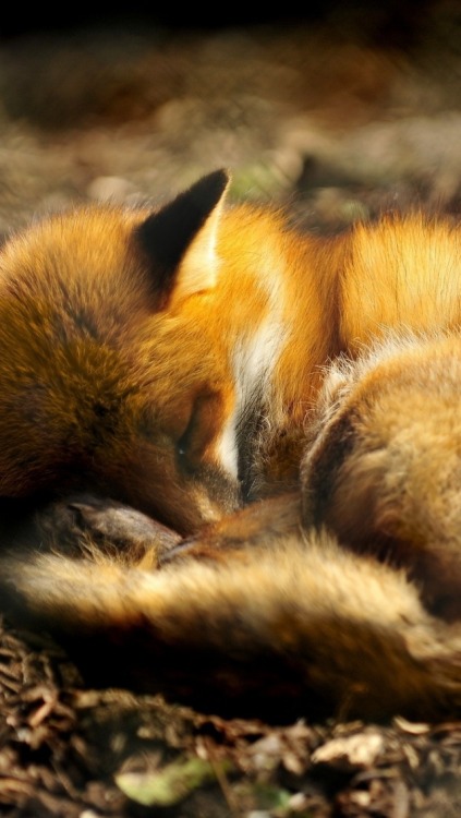 sleeping fox on Tumblr