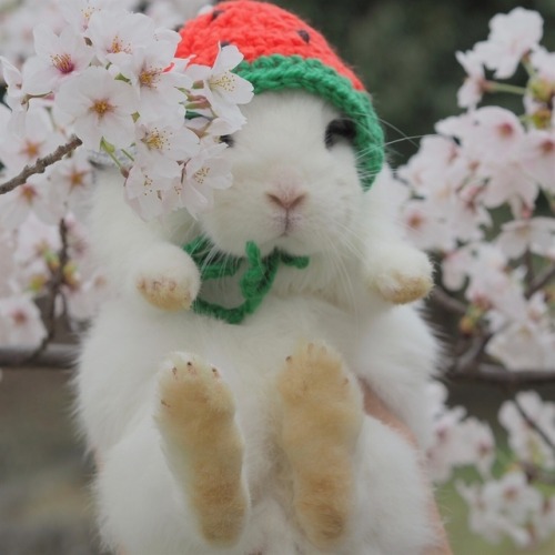 littlebunnyblueofspace:atraversso:Cute bunny- posted by...