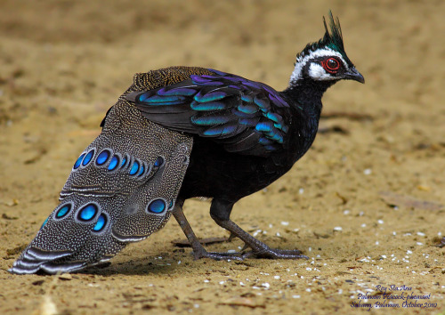 thalassarche:Palawan Peacock-pheasant (Polyplectron napoleonis)...