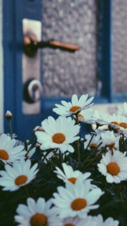  daisy  flowers wallpaper  Tumblr 