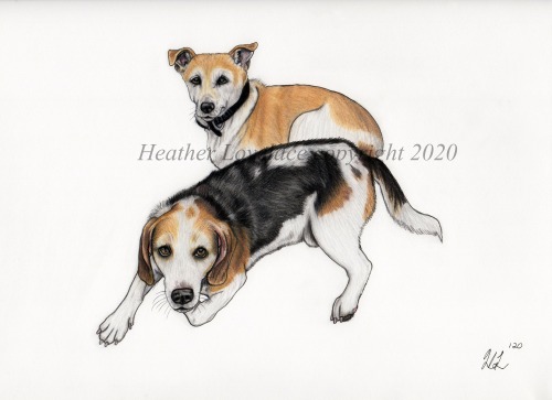 petportraitsbyheatherlovelace