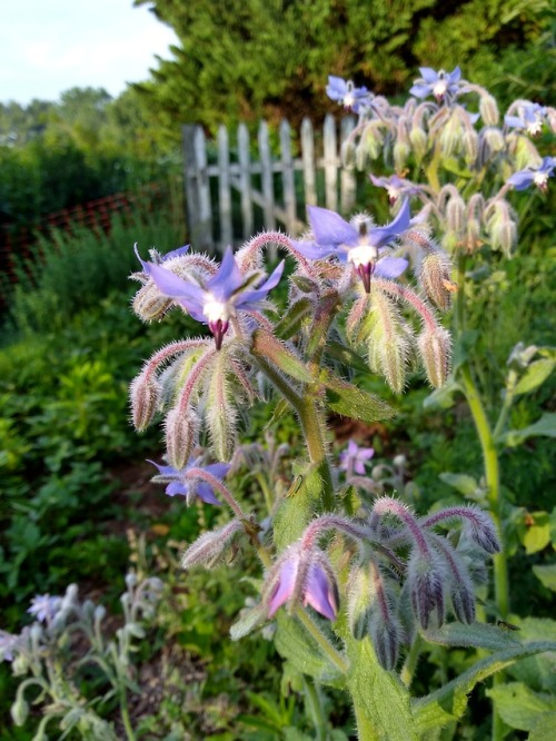 I just love borage in the garden. I have tried to get it to grow...