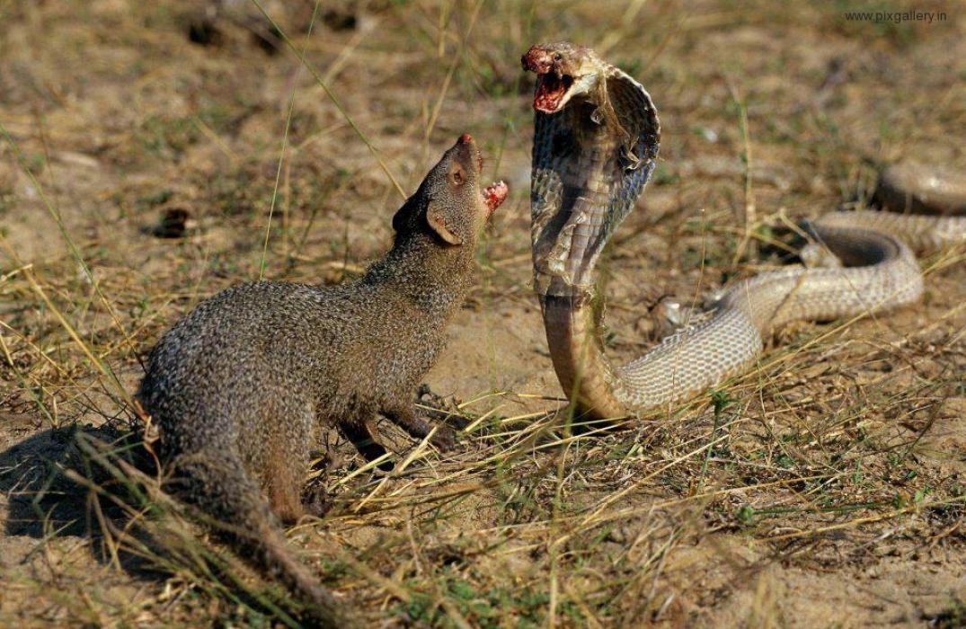 Let's Go Wild — Top Five Snake Predators Mongoose and Cobra The...