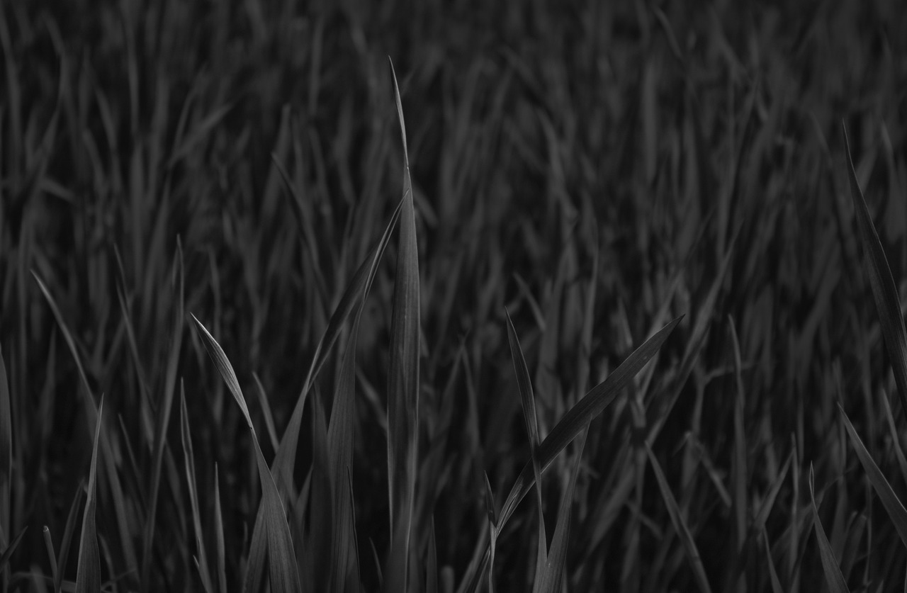 Grass in black and white