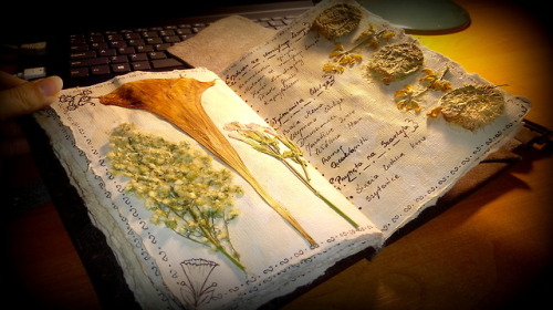 hanael-workshop:Do you remember my first  herbarium?  I made...