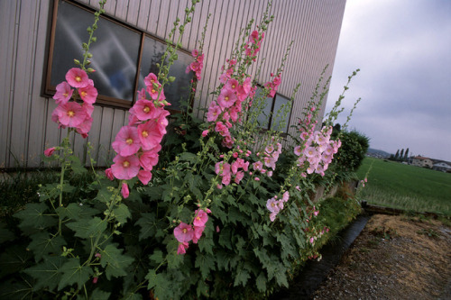 love:Japan, Toyama, Ohyama. June/2006 by Owen Murray