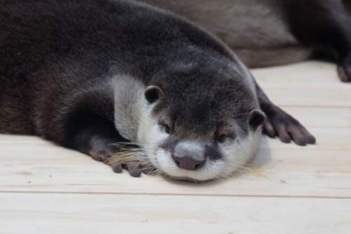 artdad:maggielovesotters:Otter just can’t stay up any...