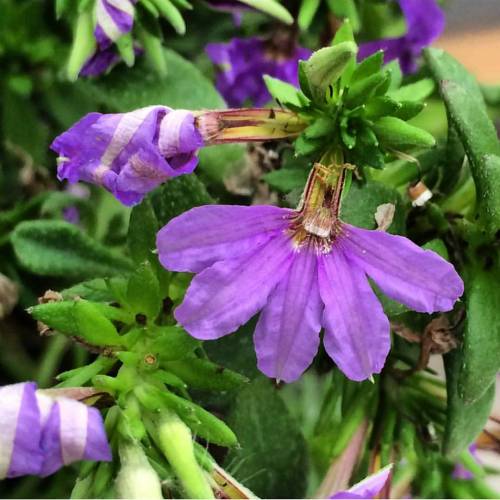 Scaevola is a genus of plants in the family Goodeniaceae. They...