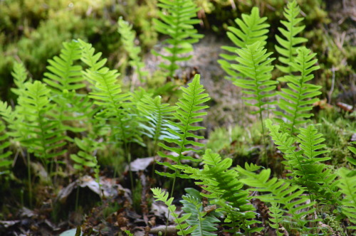 aarnituli-photography:Kallioimarre (Polypodium vulgare)My...