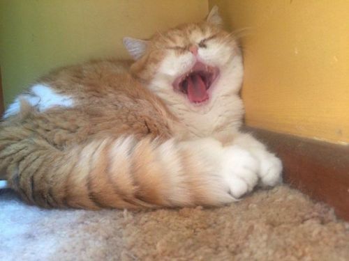 justcatposts:she screm