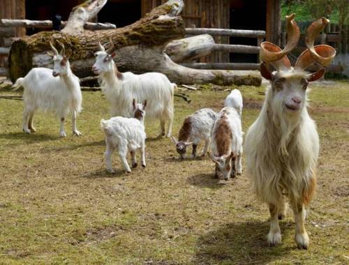 ainawgsd:The Girgentana is a breed of domestic goat...