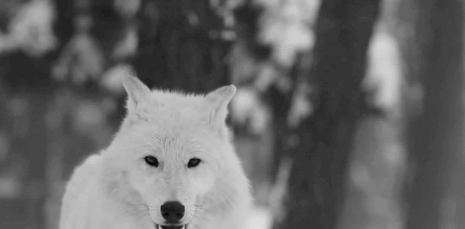 wolf gifs | Tumblr