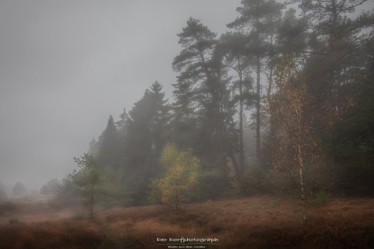 DerDorfphotograph @Dorfphotograph