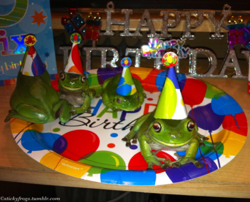 grimgriffon:stickyfrogs:Happy 6th Birthday...