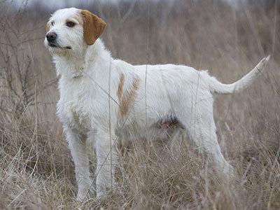 Istrian Shorthaired Hound Tumblr