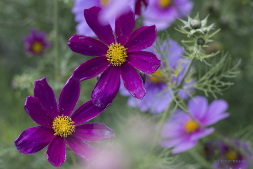 riverwindphotography:A Universe of Cosmos (from my garden...